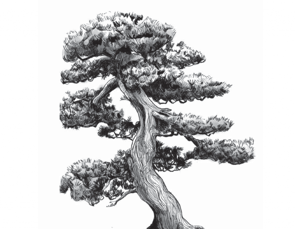 black and white illustrated bonsai tree in a shallow dish