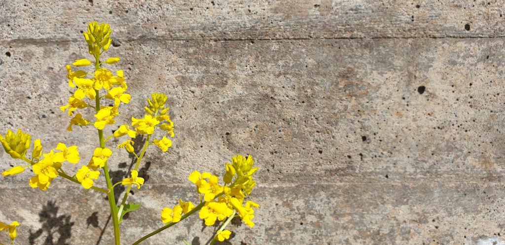 yellow flowers in front of a concrete wall