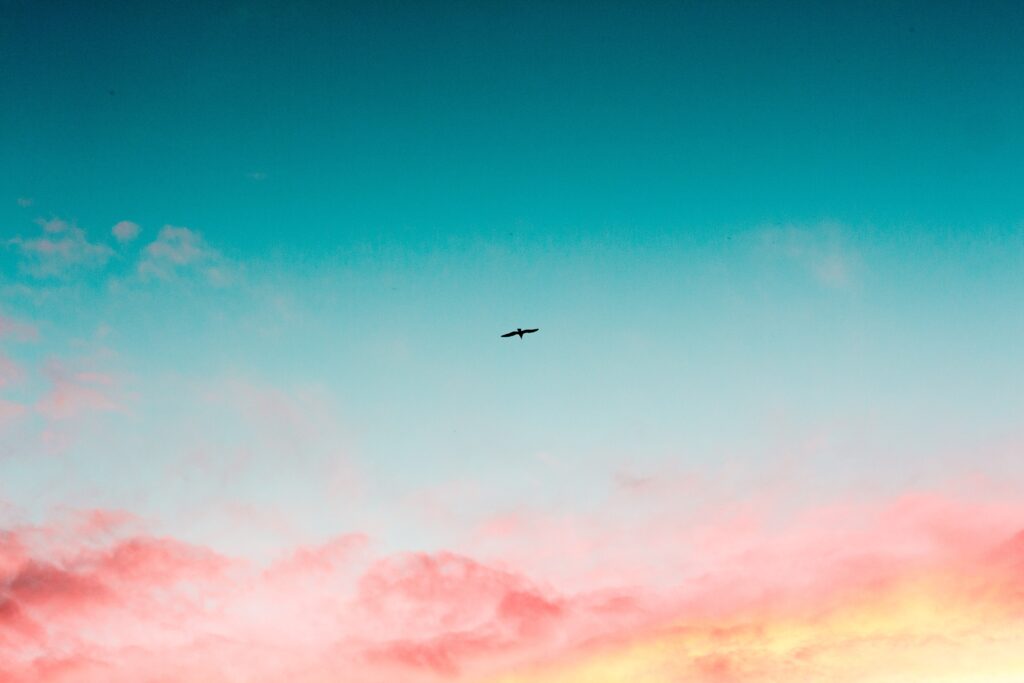crow flies in sunset sky